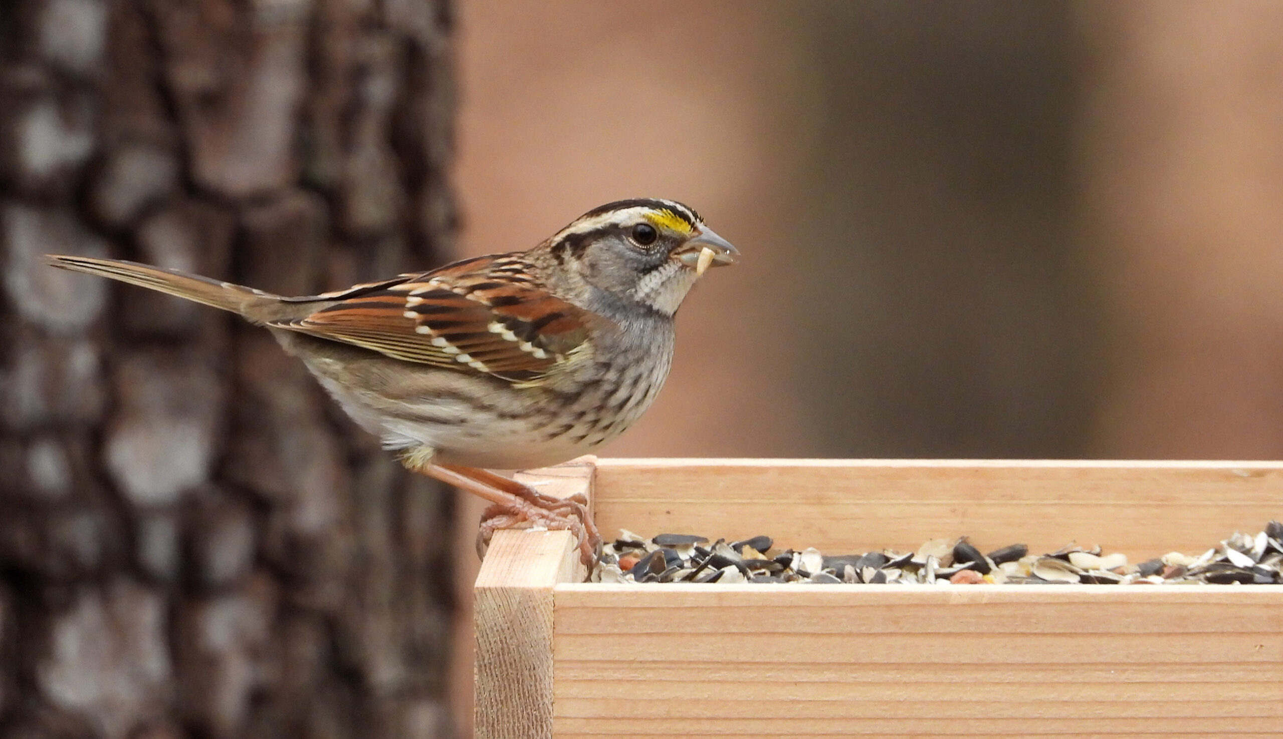 @sparrow36404506 sparrow様 White-throated Sparrow - Project FeederWatch
