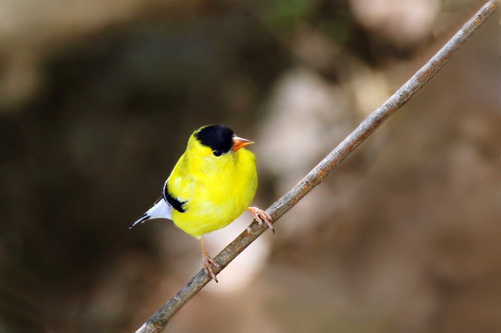 Featured Image