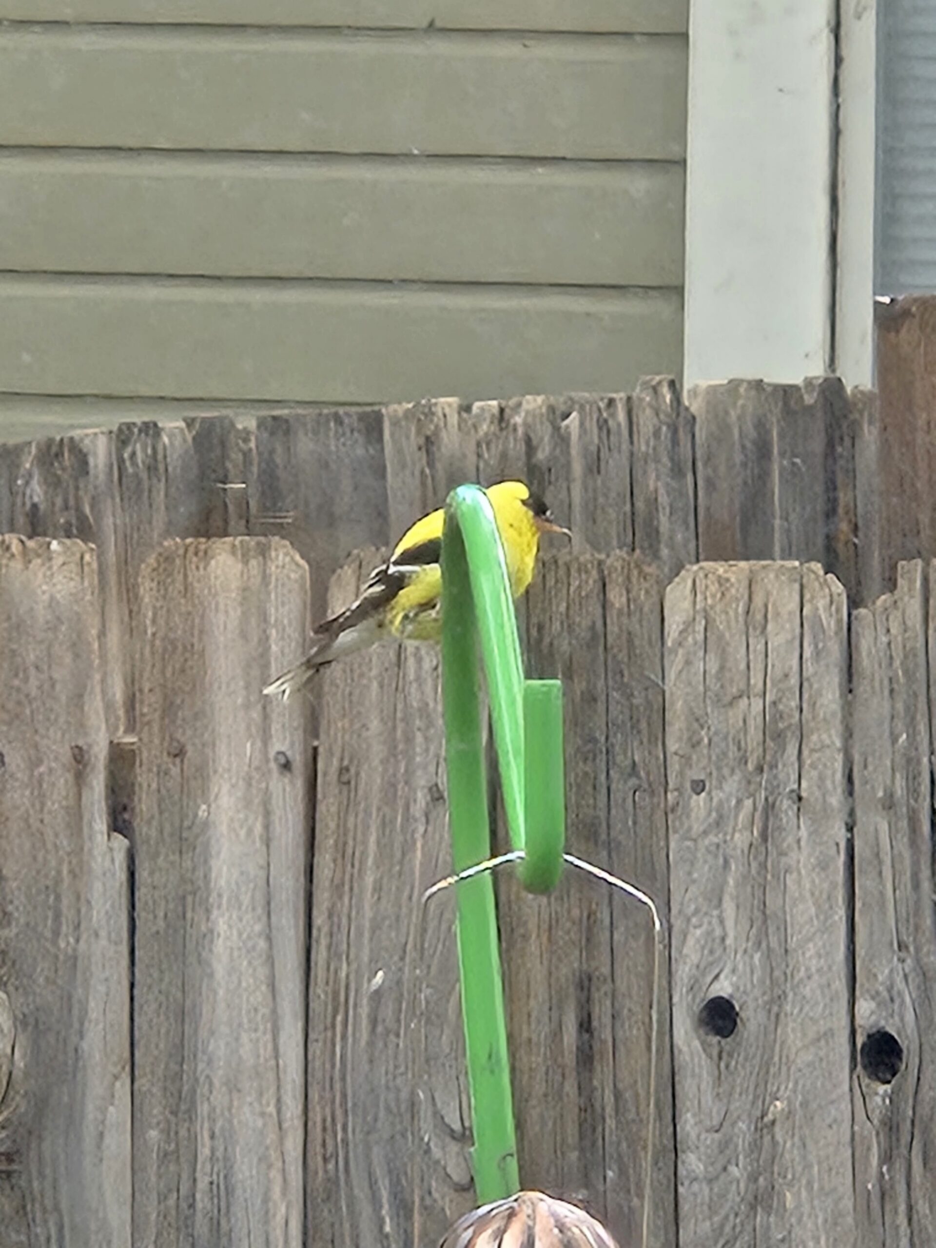 Additional Image 3