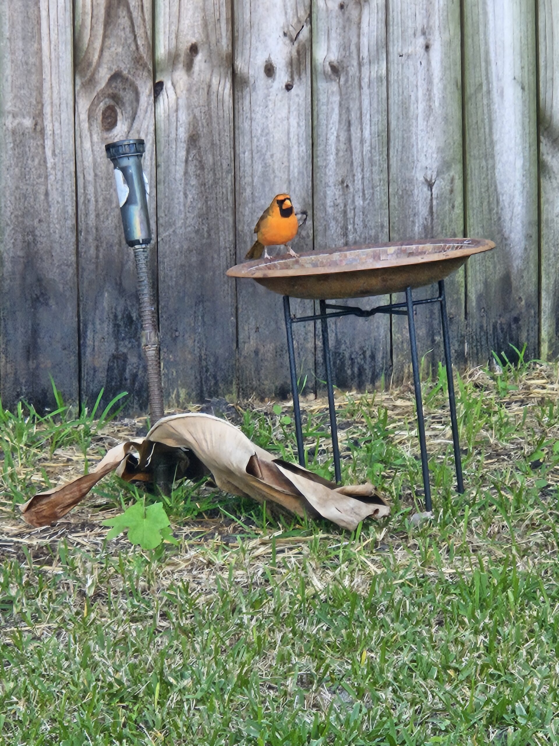 Additional Image 2