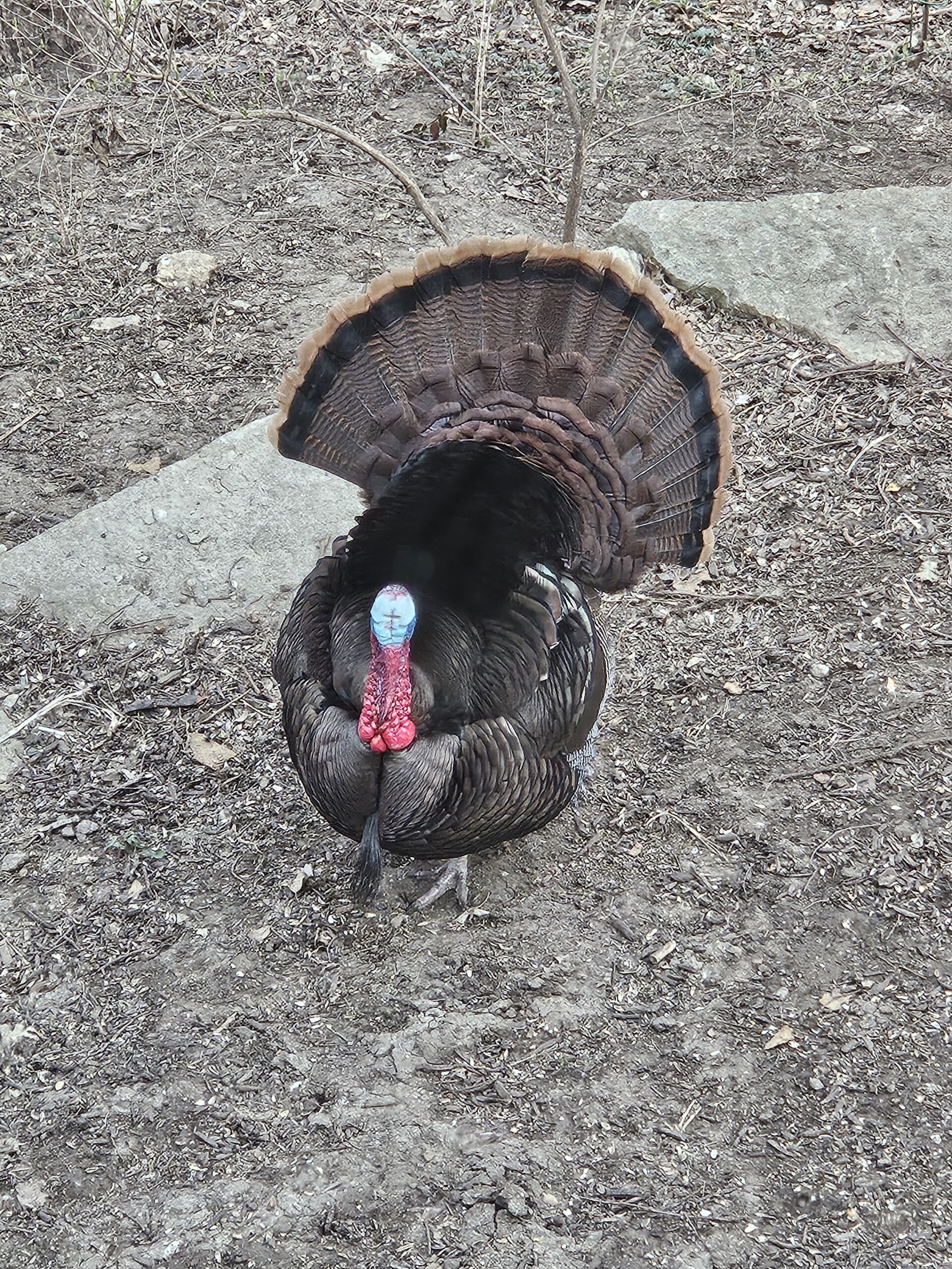 Wild Turkey - Project FeederWatch
