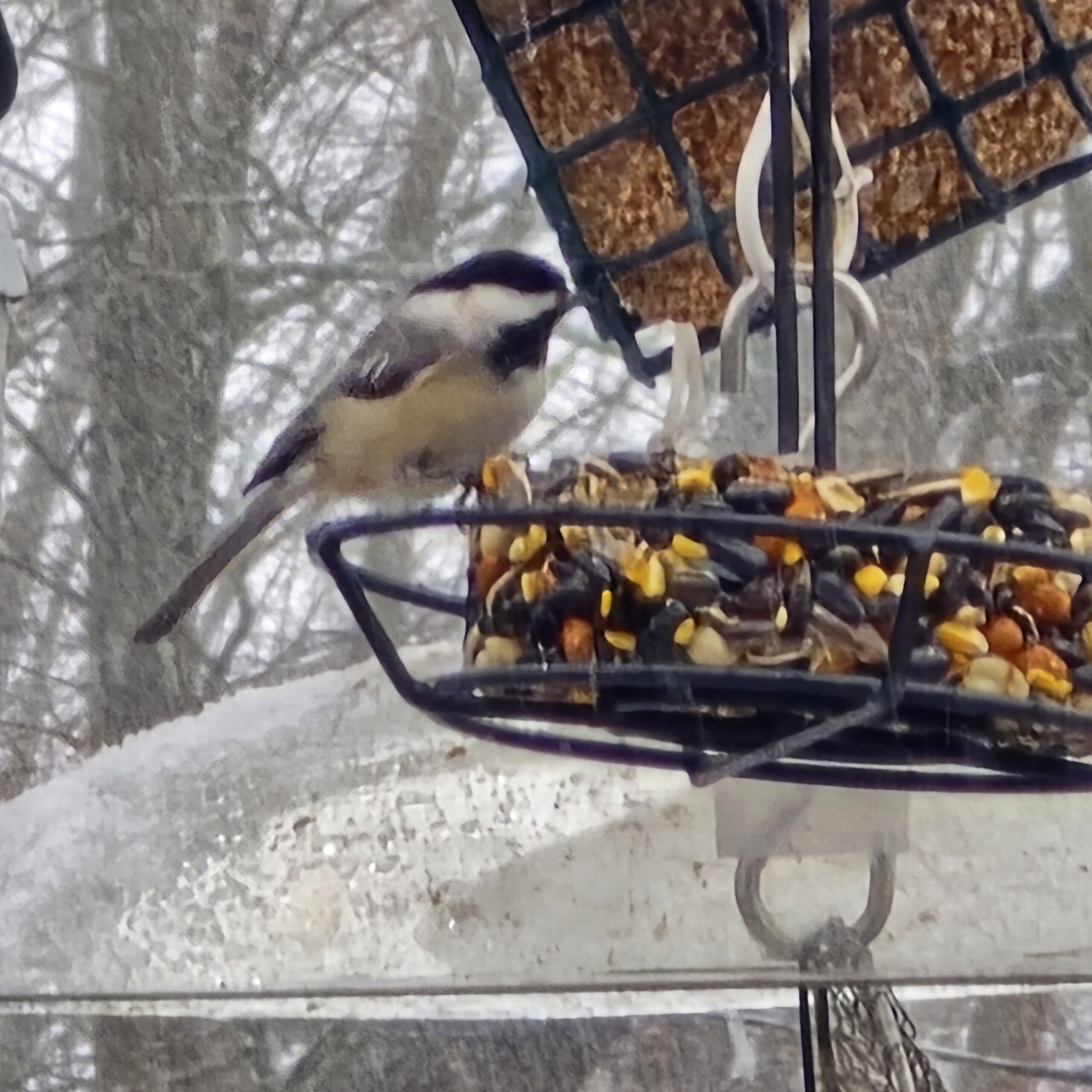 Additional Image 4