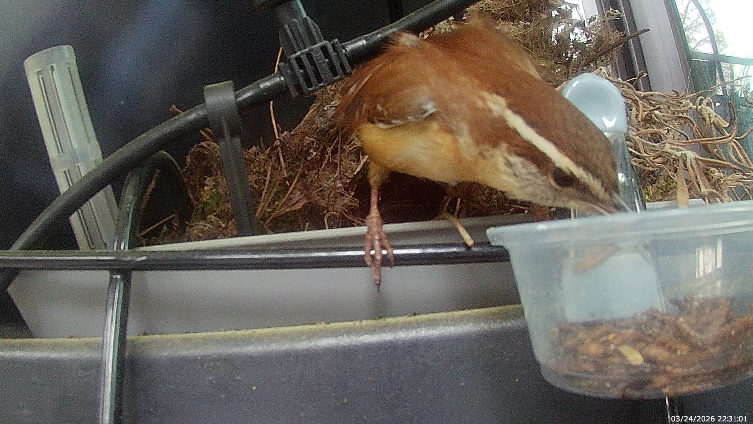 Additional Image 2
