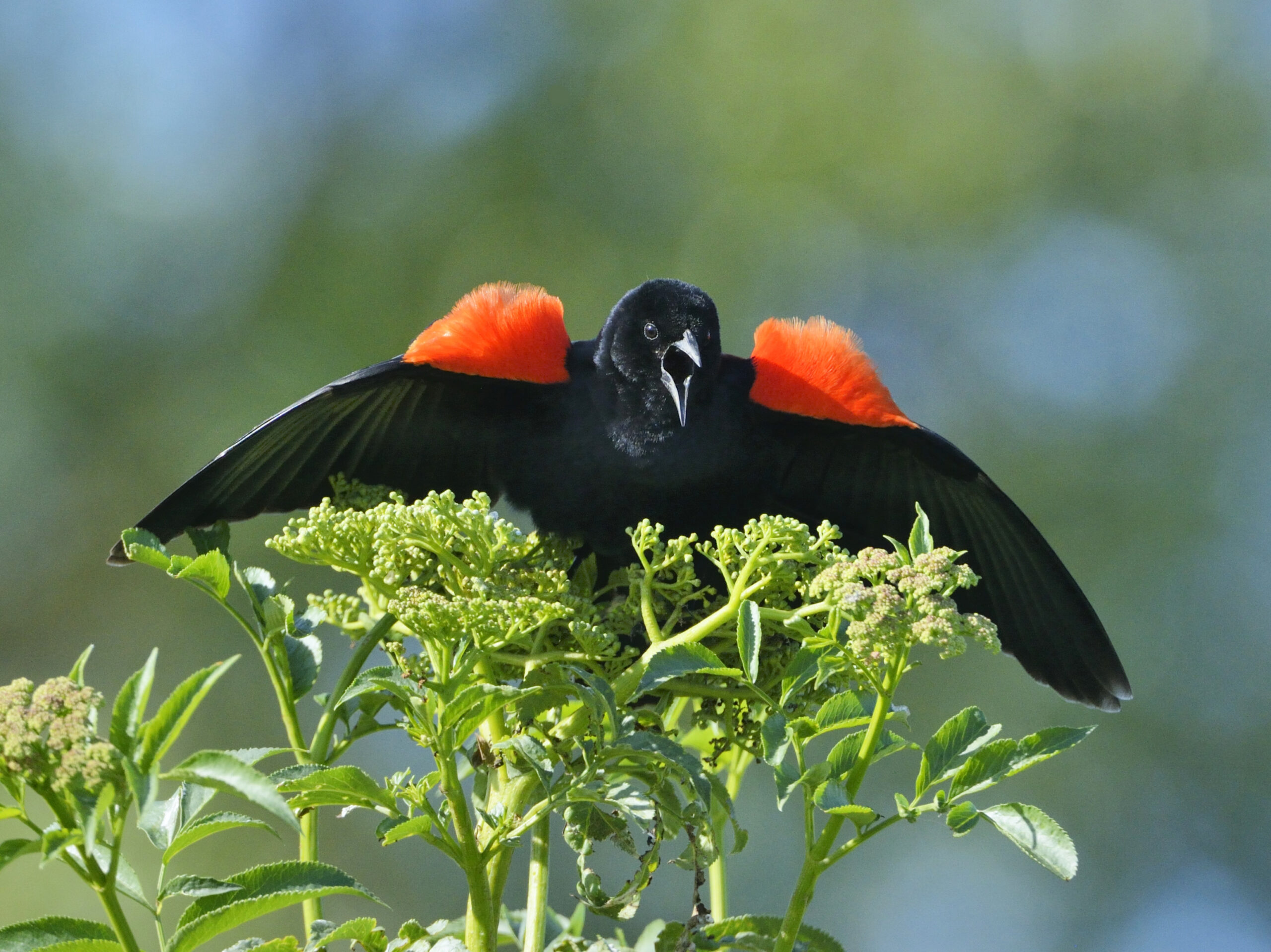 Featured Image