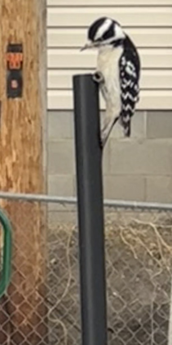 Additional Image 2