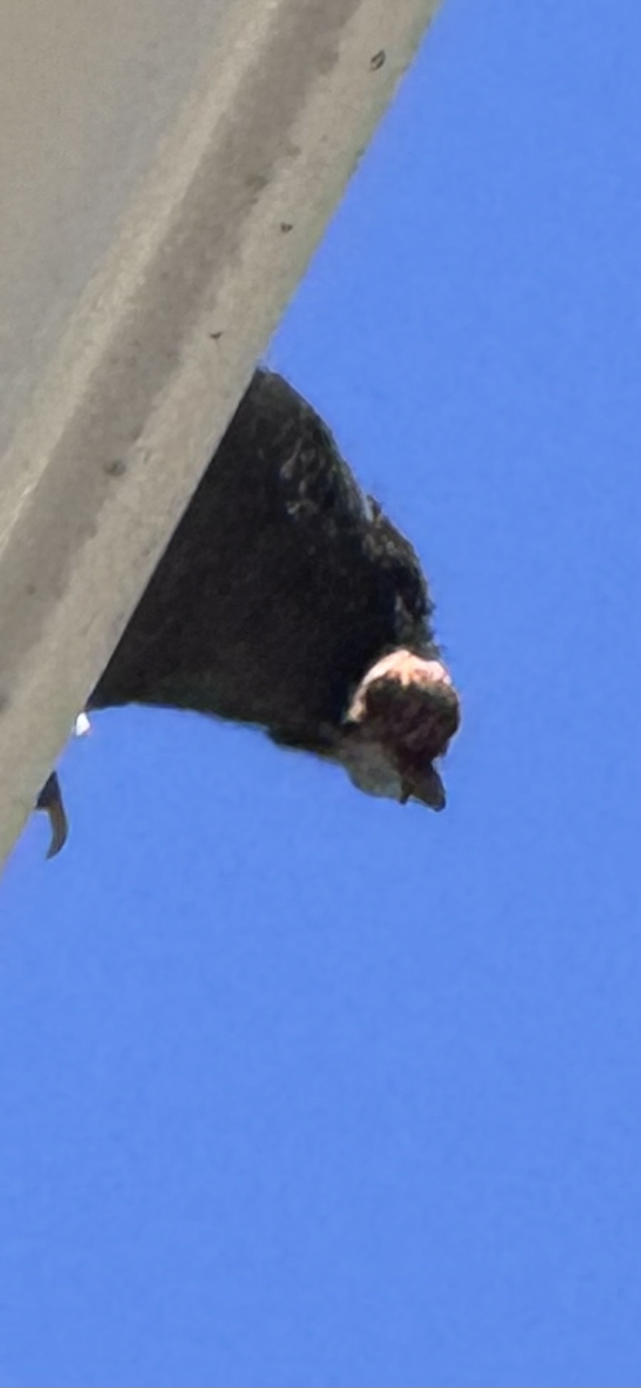 Additional Image 2