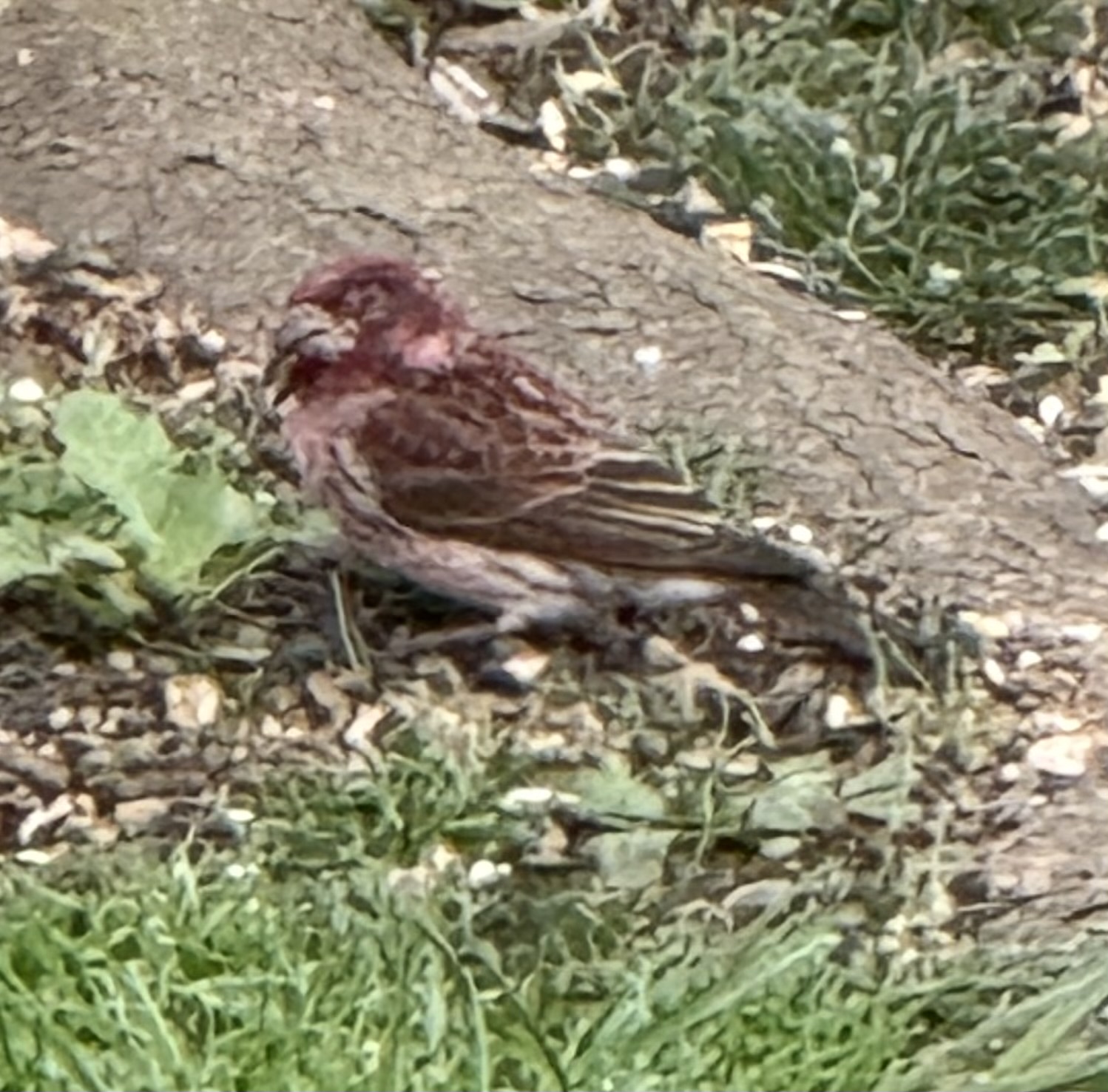 Additional Image 2
