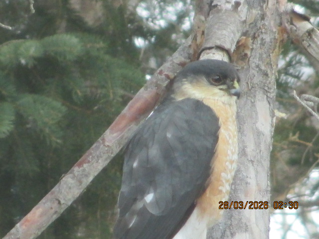 Additional Image 2