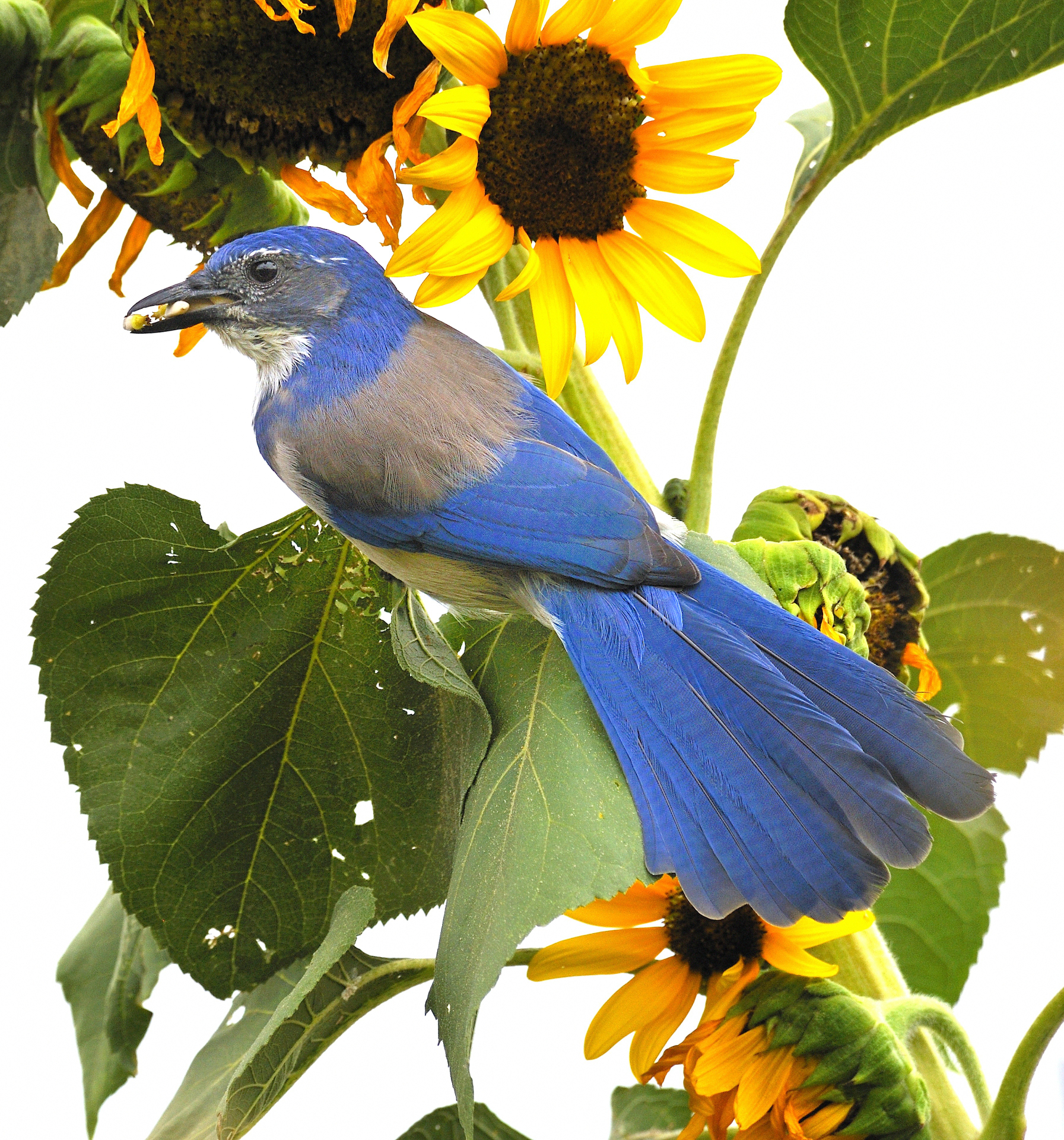 Featured Image