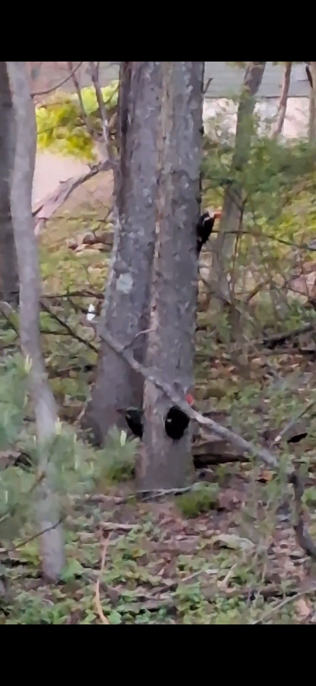 Additional Image 2