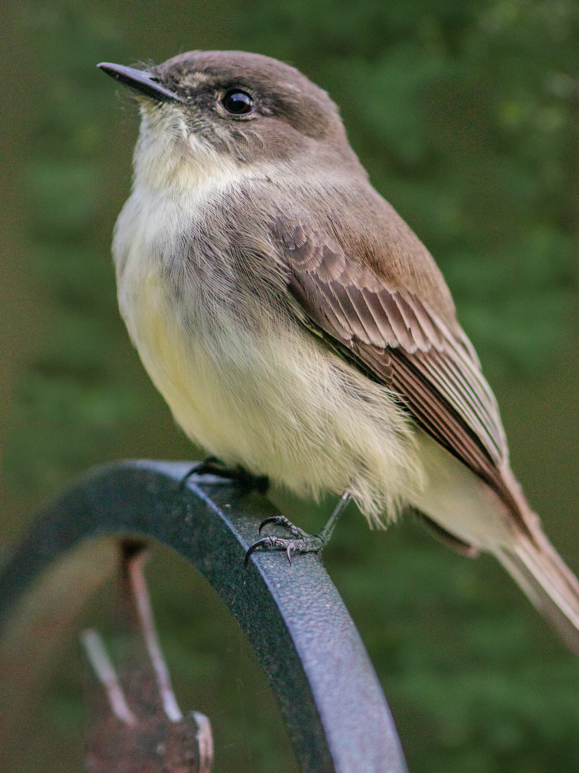 Eastern Phoebe - Project FeederWatch