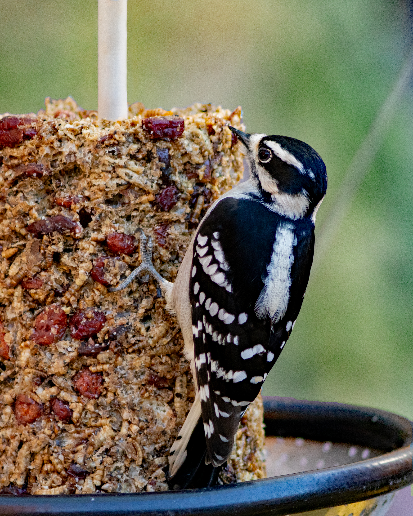 Featured Image