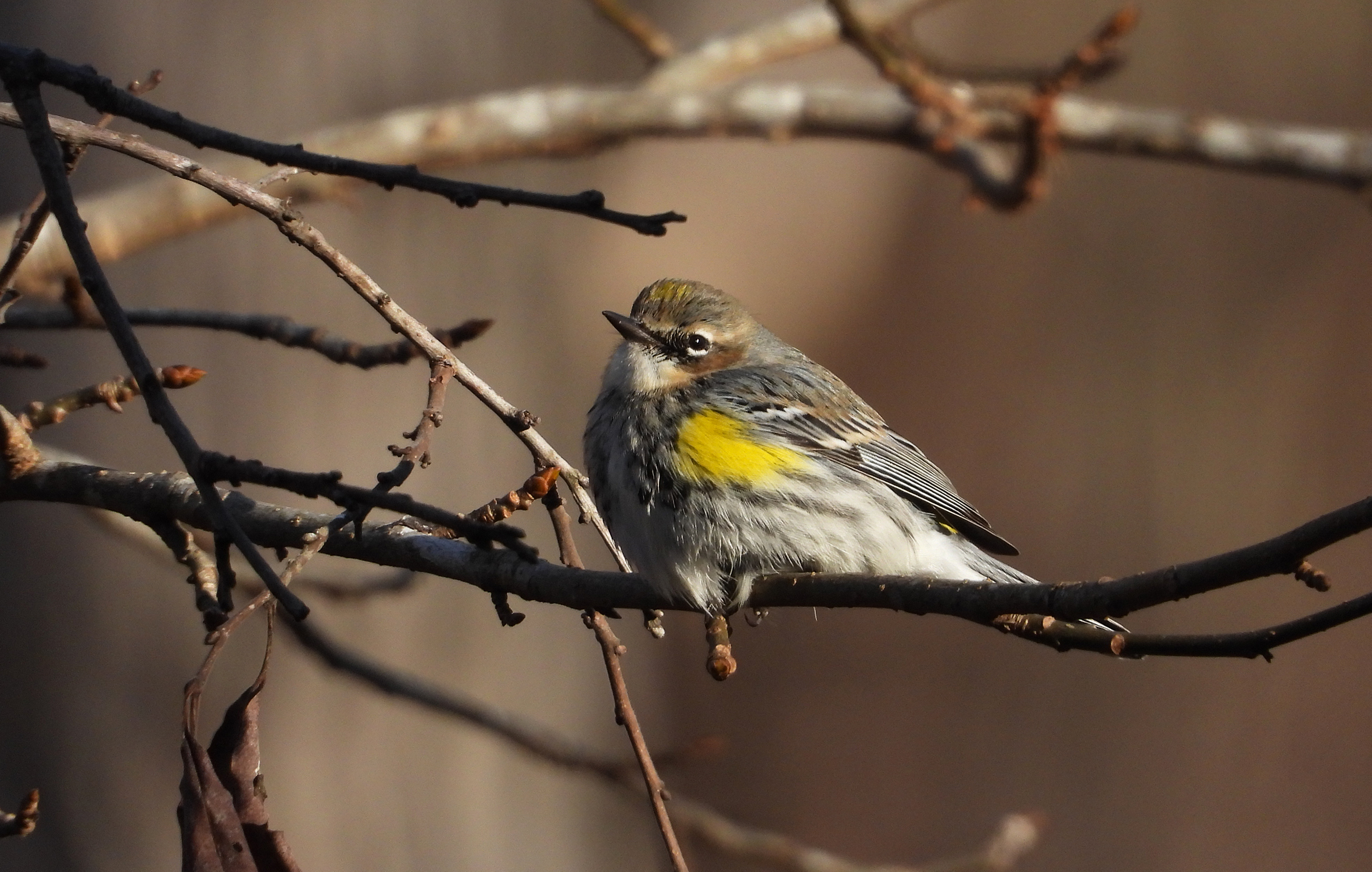 Additional Image 3