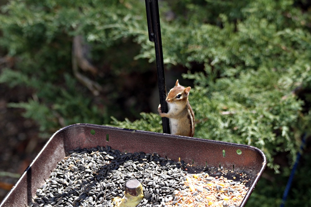 Featured Image