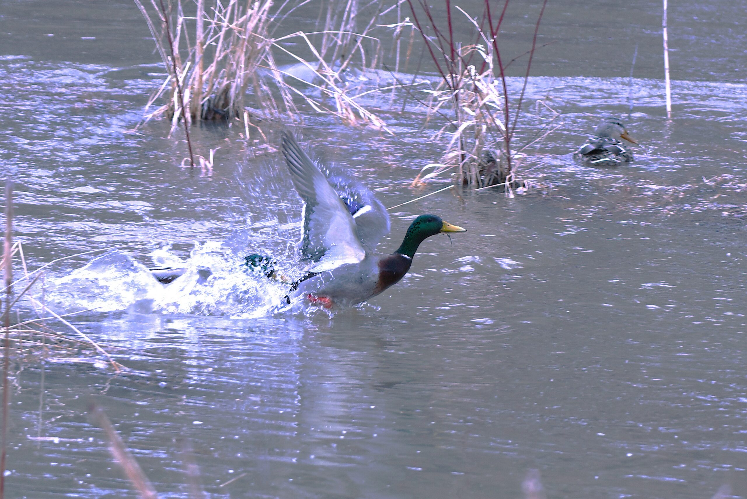 Additional Image 2