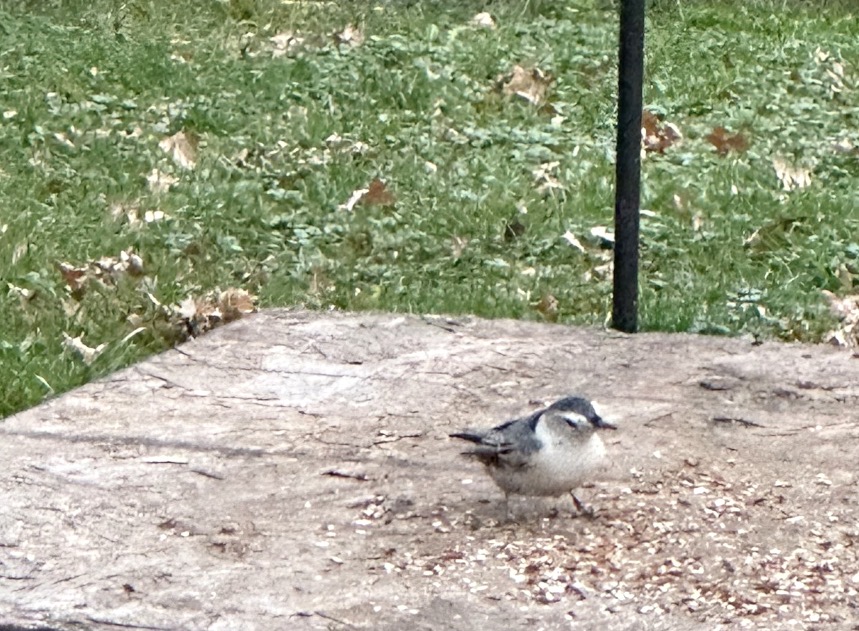 Additional Image 2