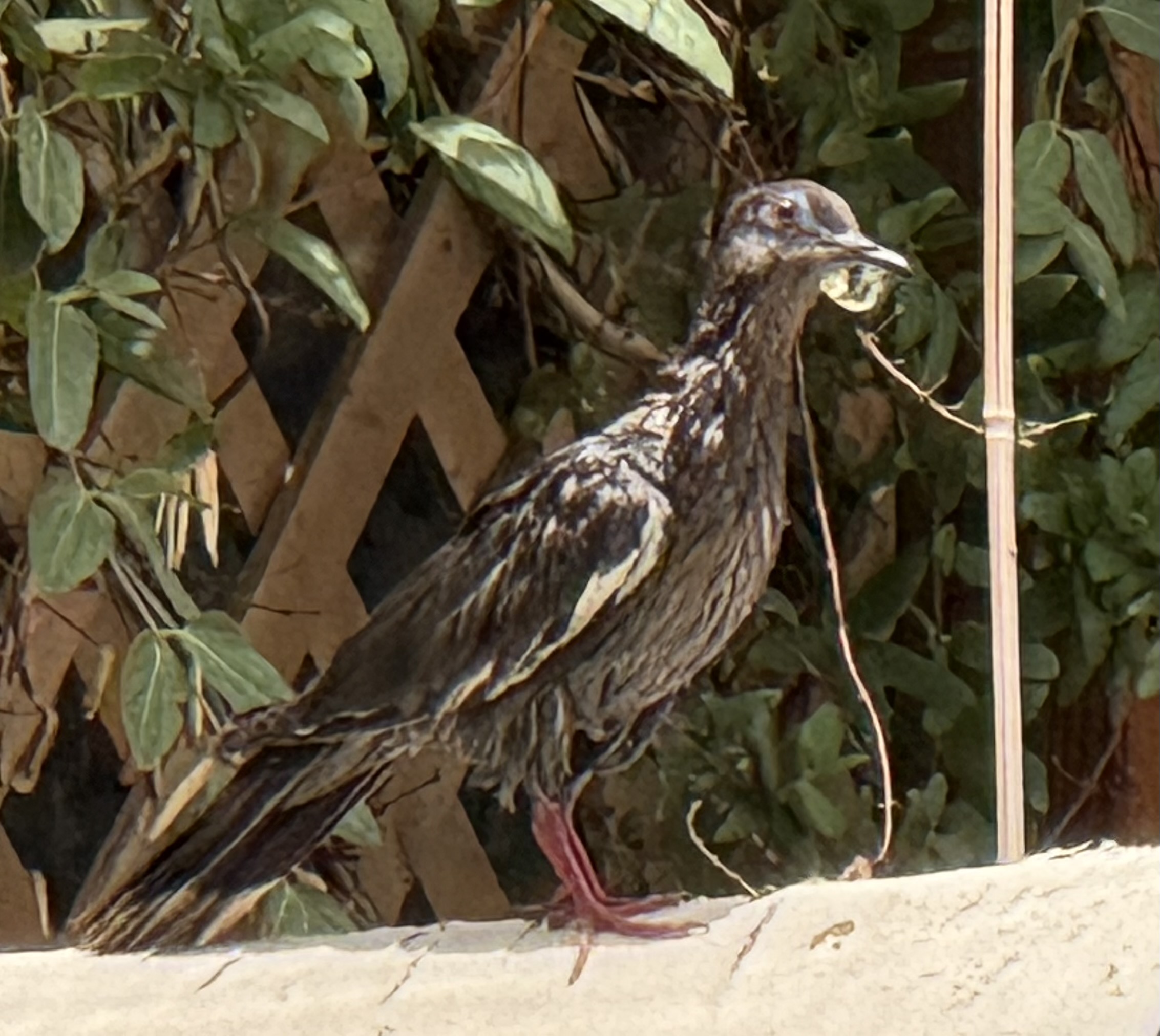 Additional Image 4
