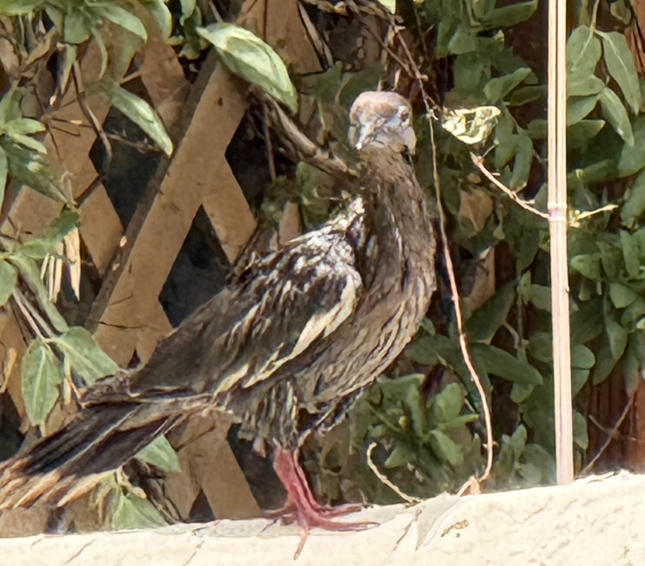 Additional Image 2