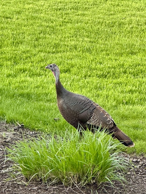 Turkey visit - Project FeederWatch