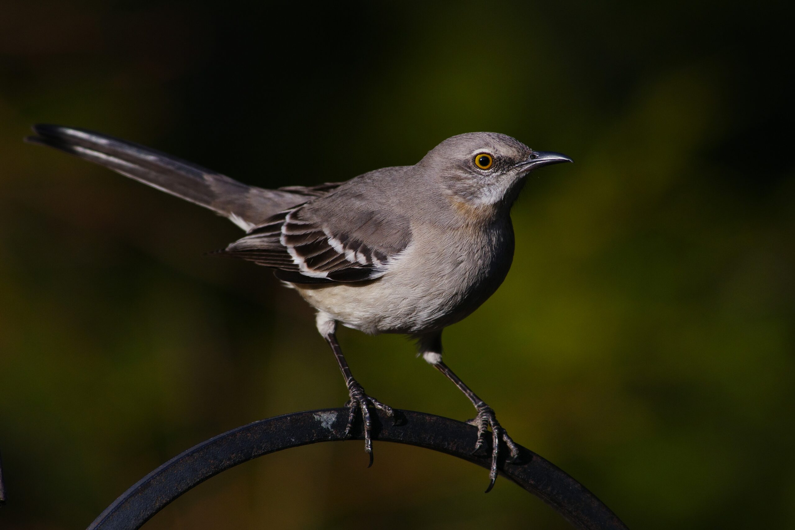 Featured Image