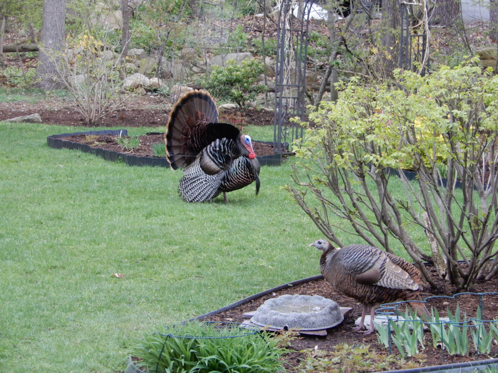 Spring is here! - Project FeederWatch