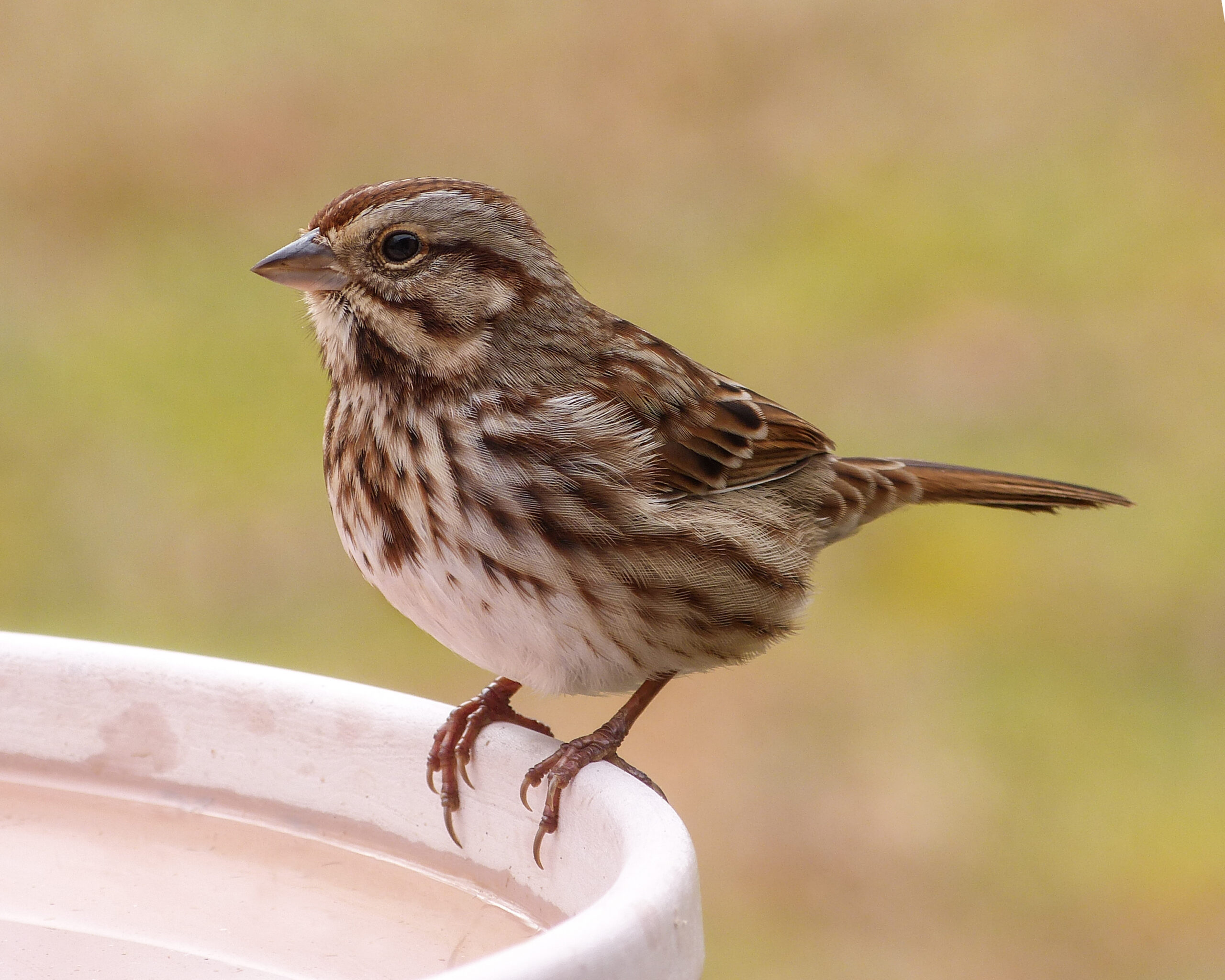 Song Sparrow - Project FeederWatch