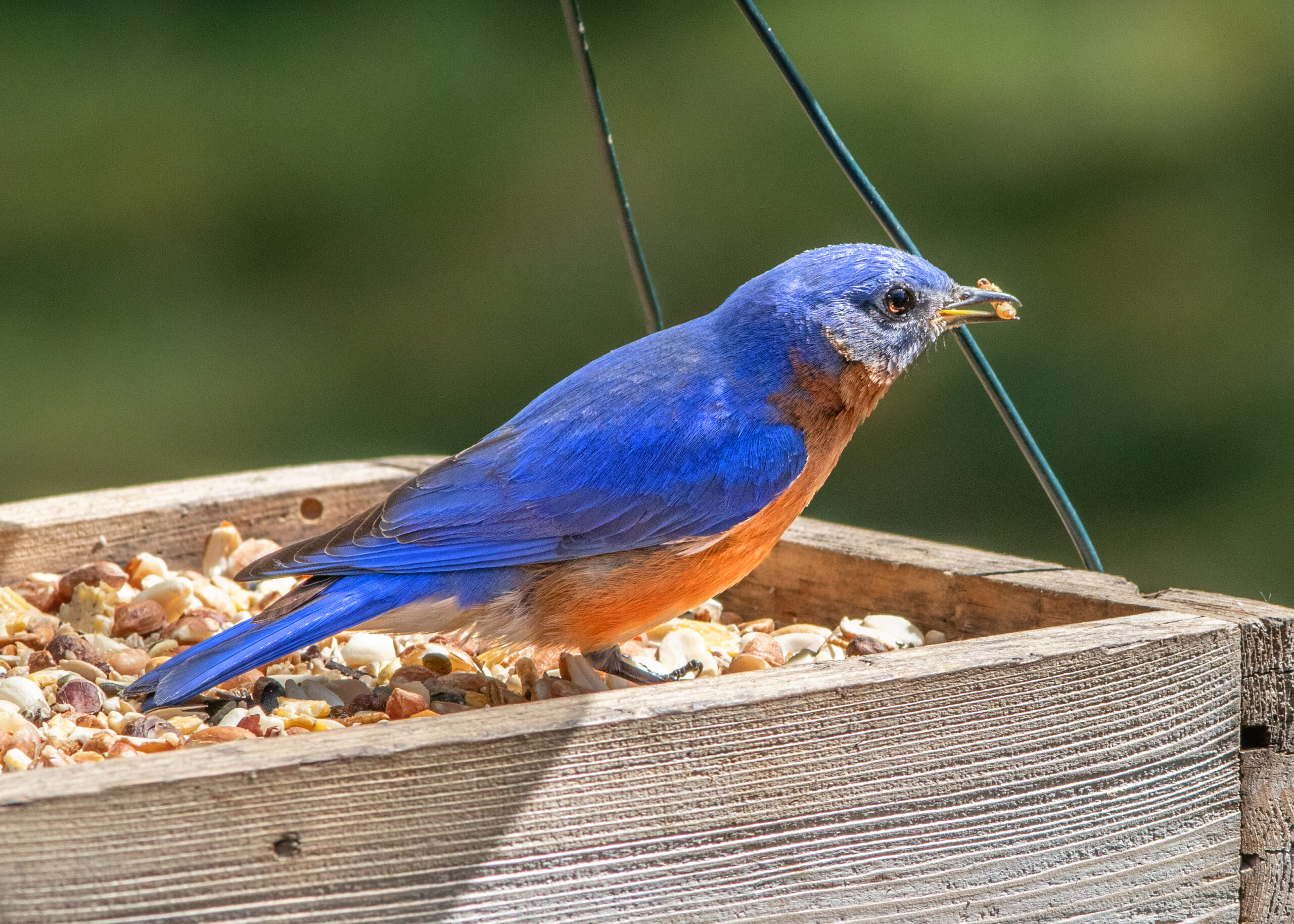 Eastern Bluebird male - Project FeederWatch