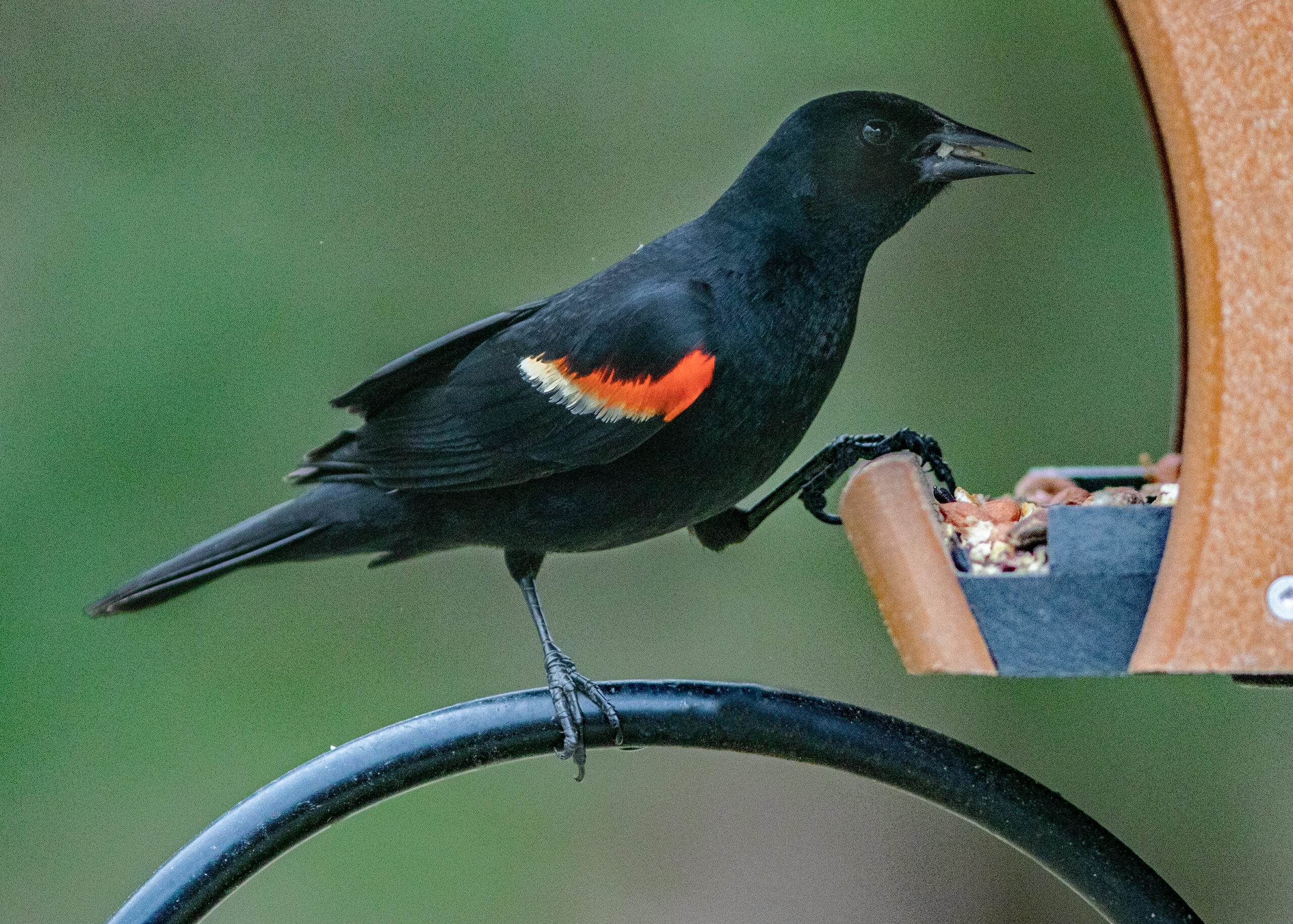 Featured Image