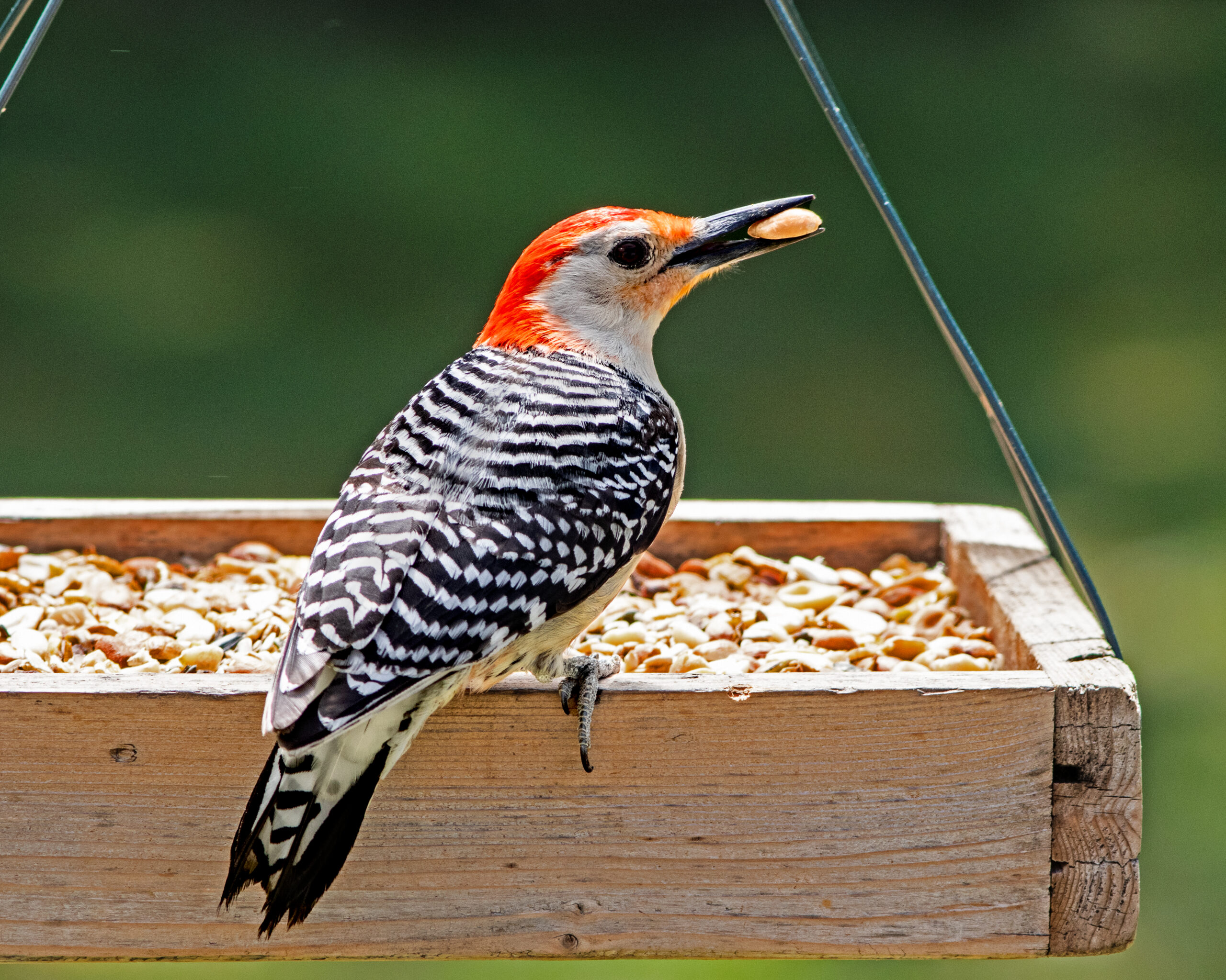 Featured Image