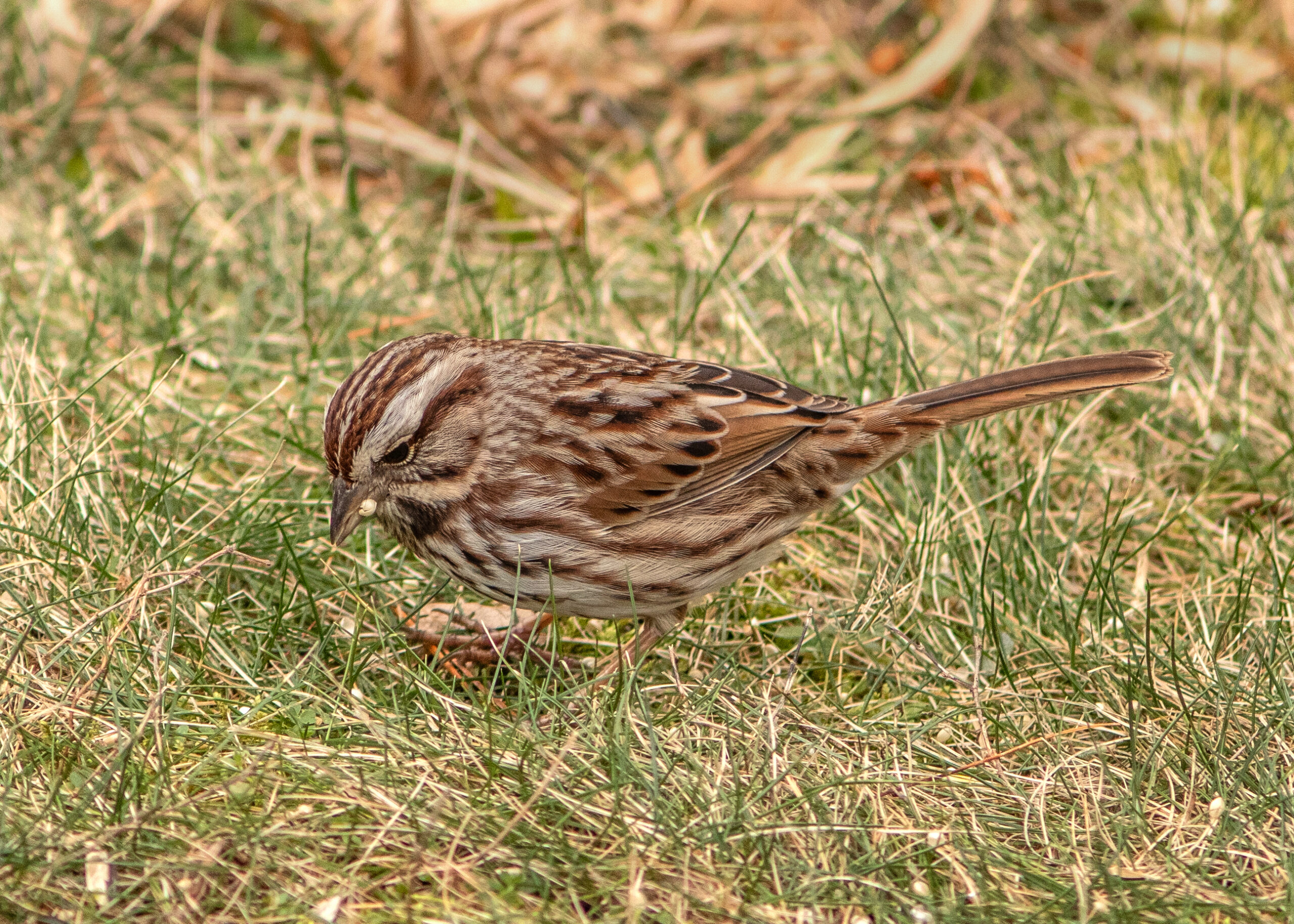 Song Sparrow - Project FeederWatch