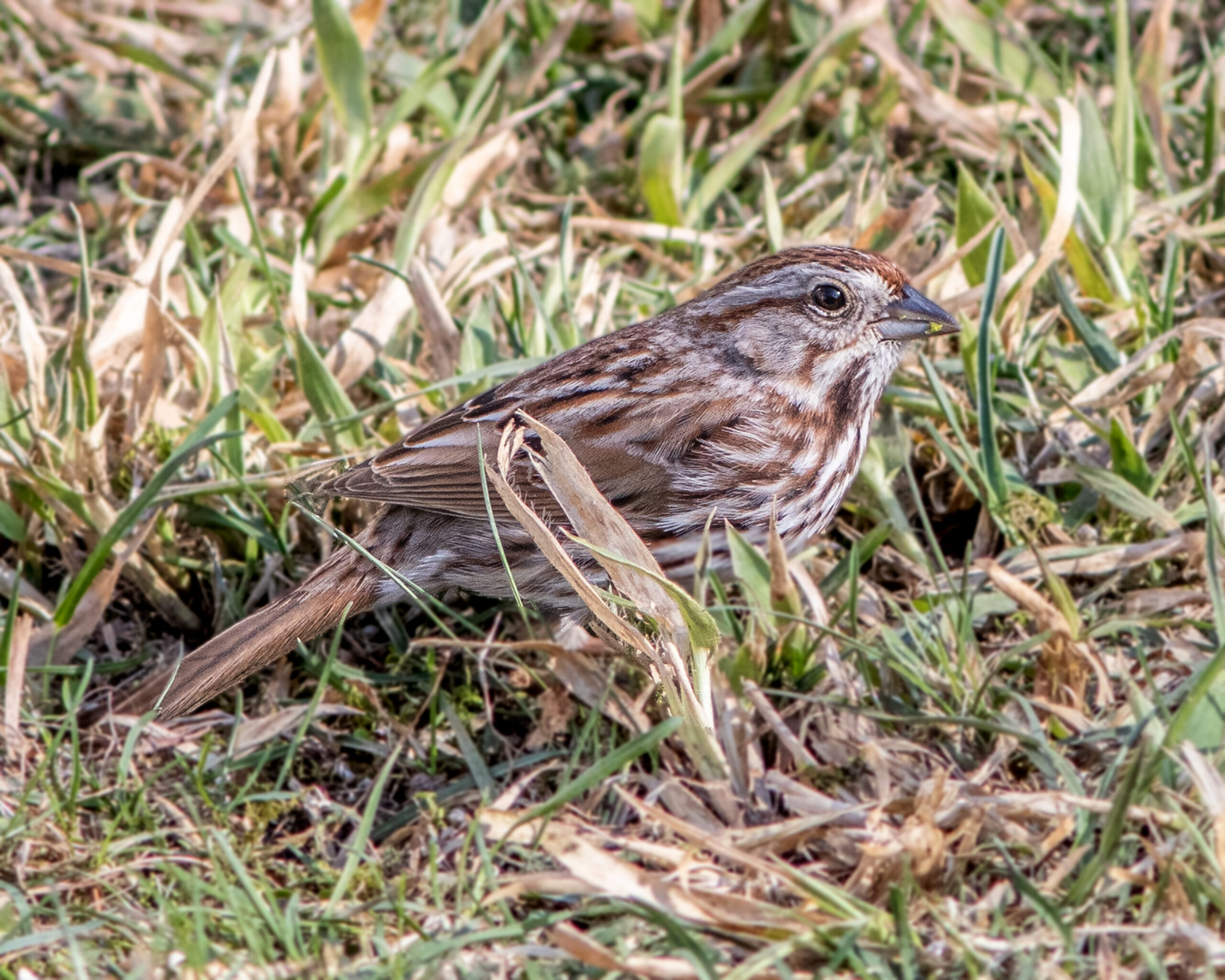Song Sparrow - Project FeederWatch
