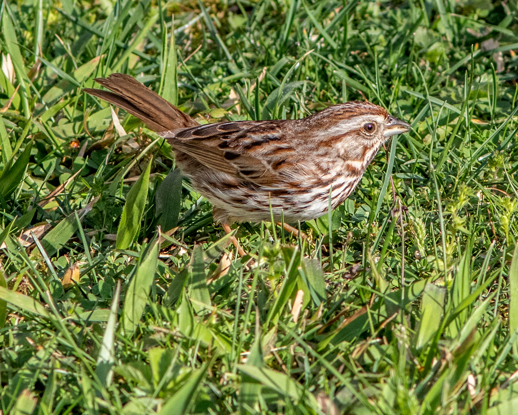 Song Sparrow - Project FeederWatch