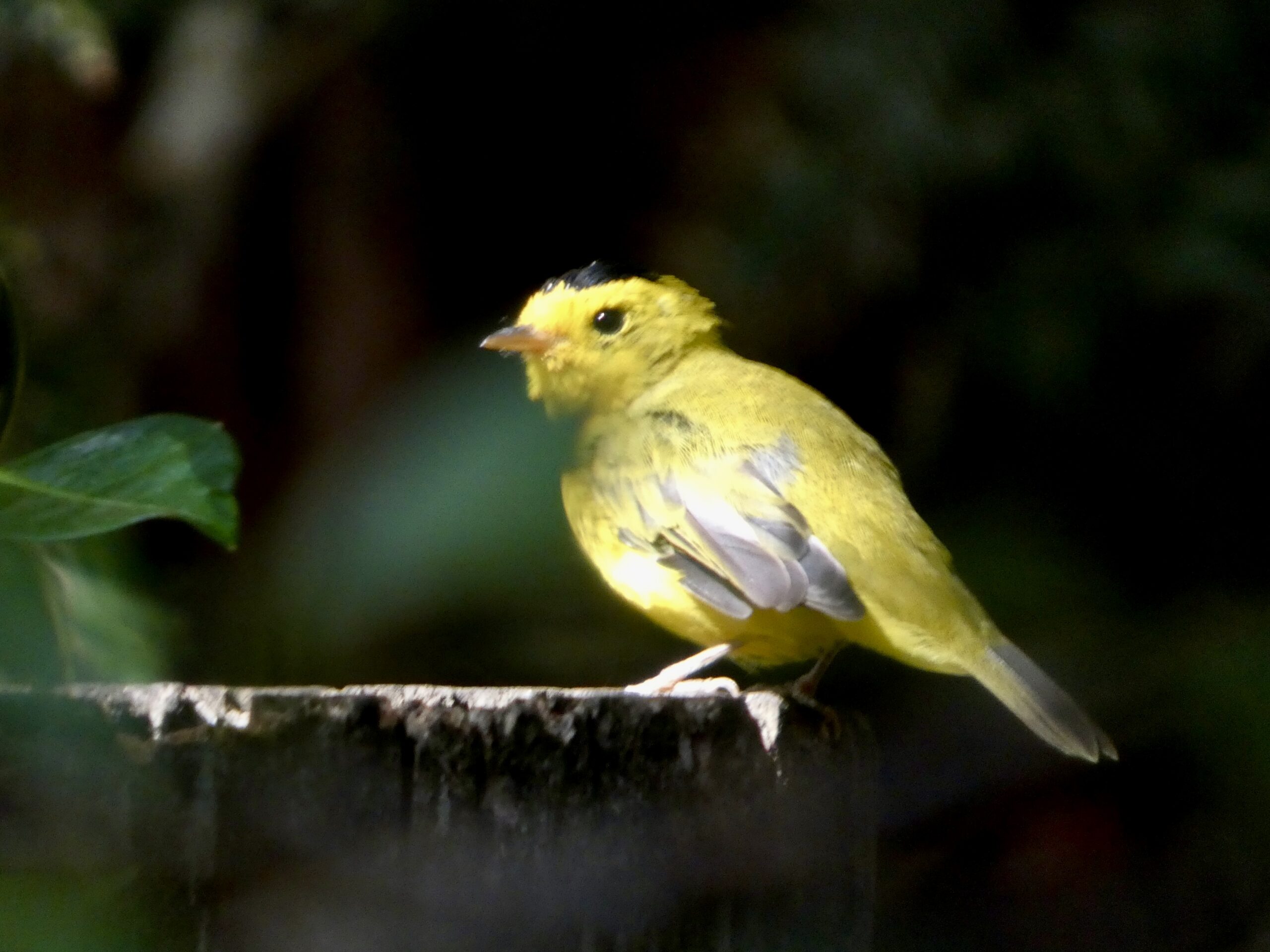 Featured Image